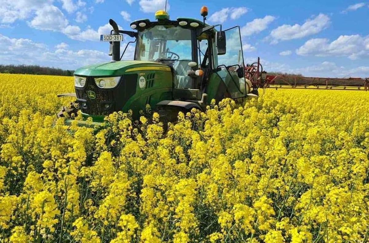 Prețul rapiței sub presiune în prag de recoltare. România rămâne în topul producătorilor europeni