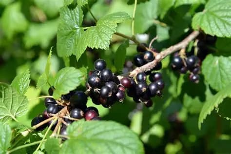 Plantarea coacăzelor negre toamna: Trucuri pentru tufe viguroase și recolte bogate