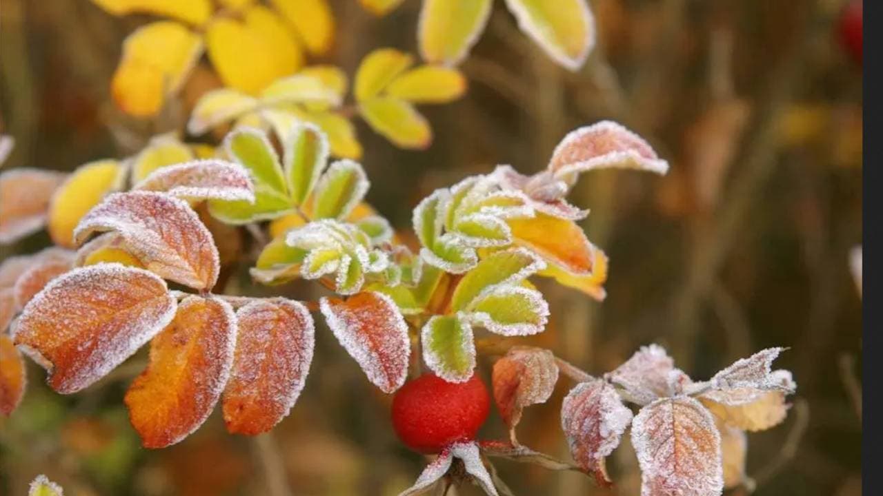 Republica Moldova, sub Cod galben de înghețuri de până la -3 grade Celsius: specialiștii recomandă fermierilor măsuri de protecție