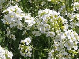 O plantă unică în România, descoperită în rezervaţia Stânca-Ştefăneşti