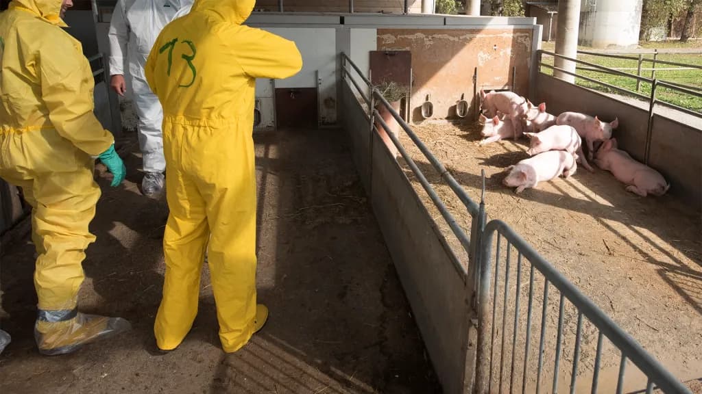 Alertă sanitară în Spania: 80.000 de porci ar putea fi sacrificați preventiv