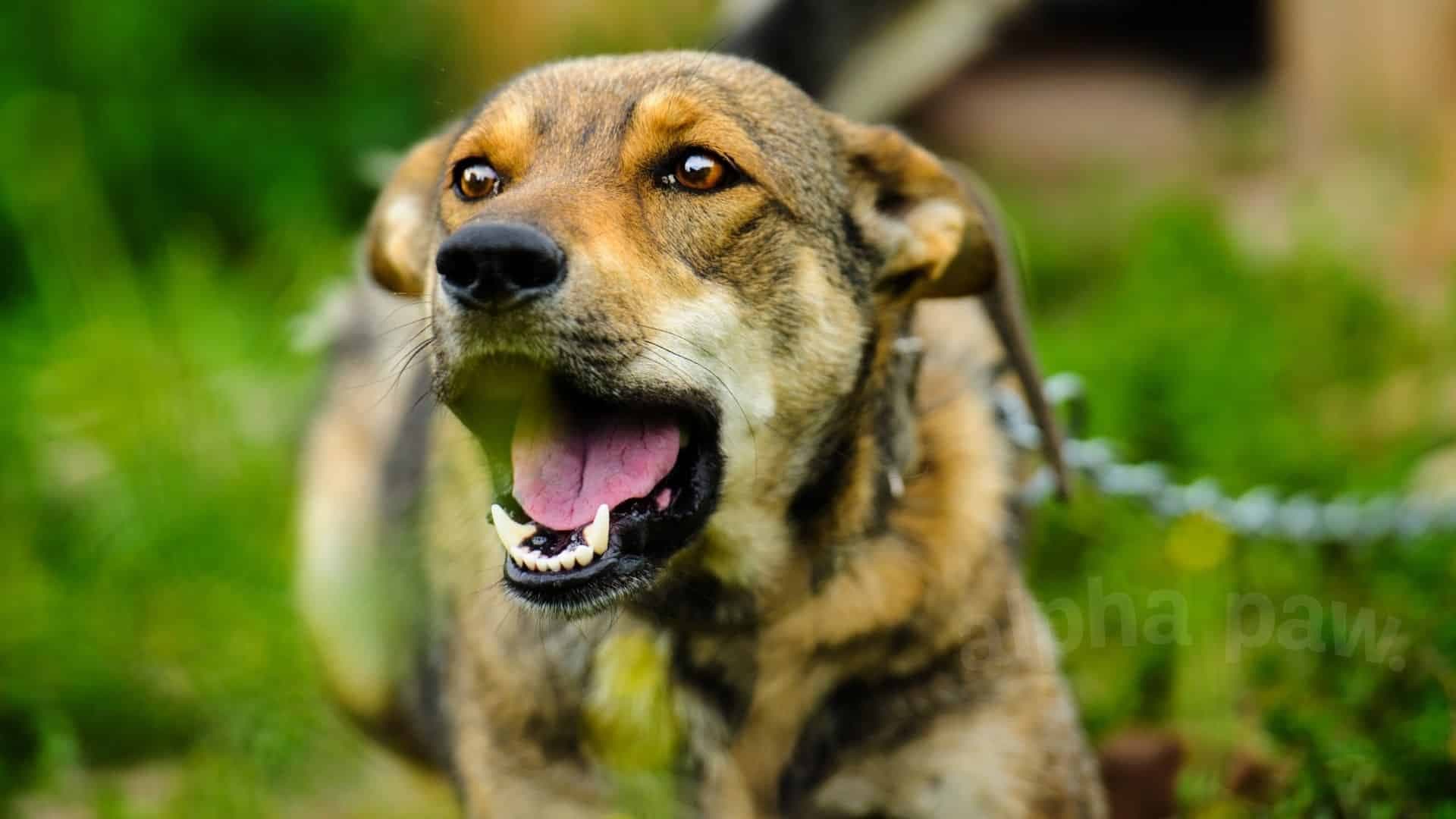 Au fost înregistrate patru focare de rabie într-o săptămână