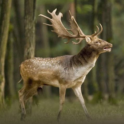Cerbul lopătar revine în pădurile României după aproape 100 de ani