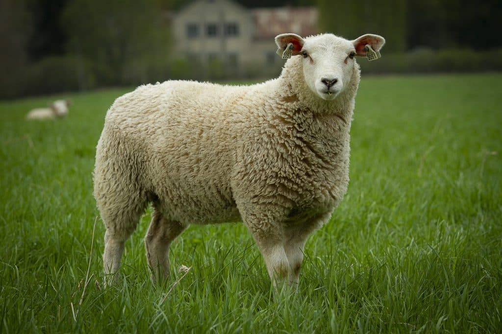 Teeswater, oaia cu lână de până la 30 cm, o rasă rară