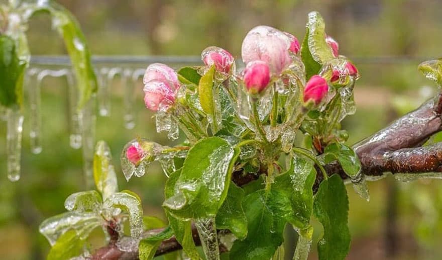 Horticultorii din nordul țării, afectați de înghețuri