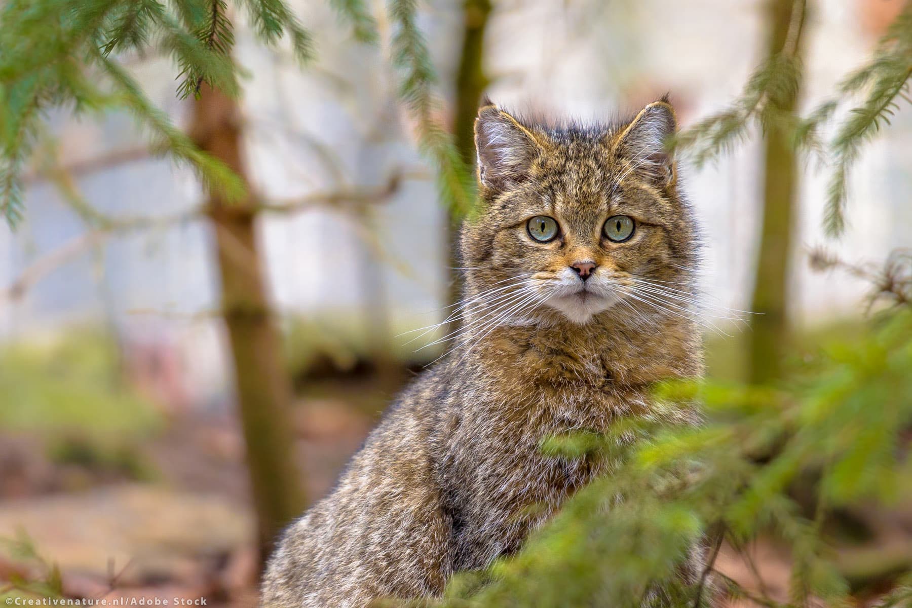 Cadrul privind identificarea animalelor va fi modernizat și aliniat standardelor UE