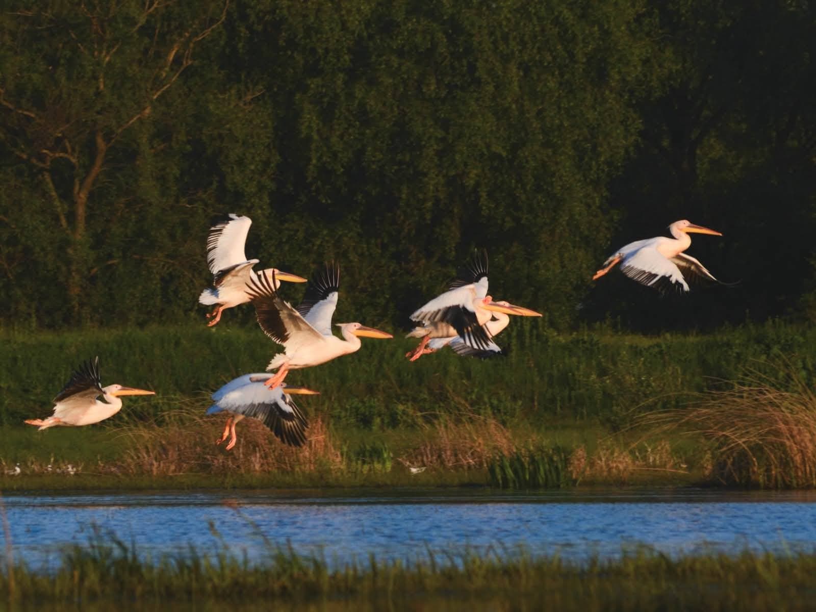 Spectacol al naturii în Parcul Național „Nistrul de Jos”