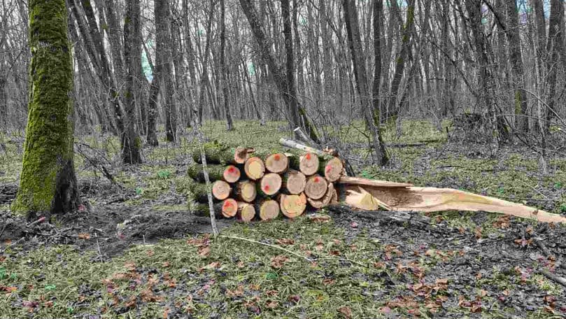 Tăieri ilegale de arbori la Dondușeni