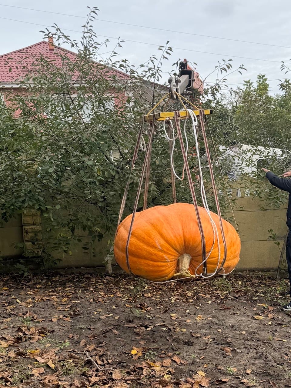 Bostanul gigant de la Drasliceni