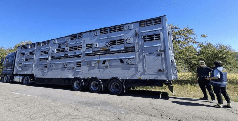 25 de bovine ar putea fi sacrificate