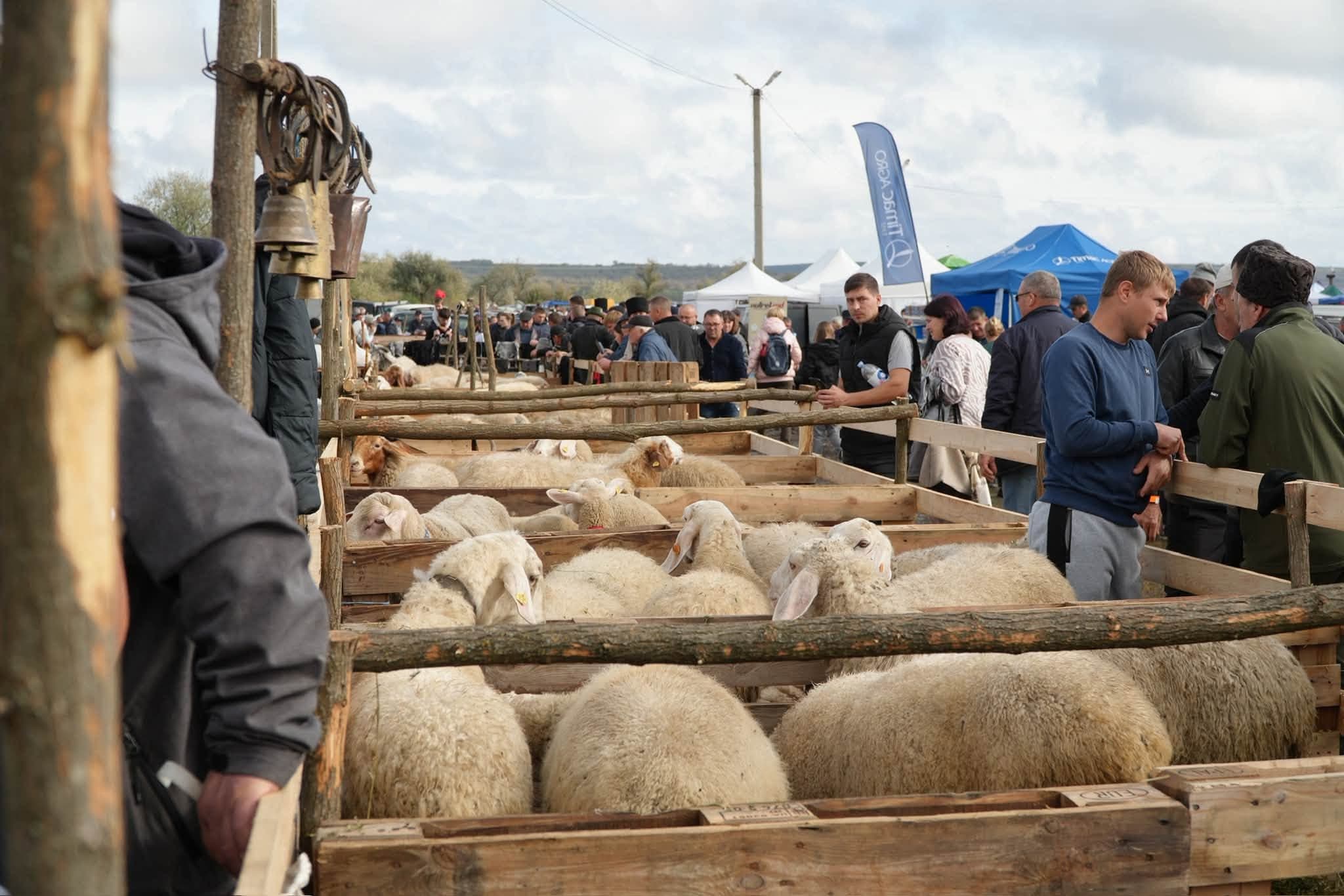 Oi de rasă, produse locale și tradiții, la Festivalul „Mioriță- Laie, Laie Bucălaie”
