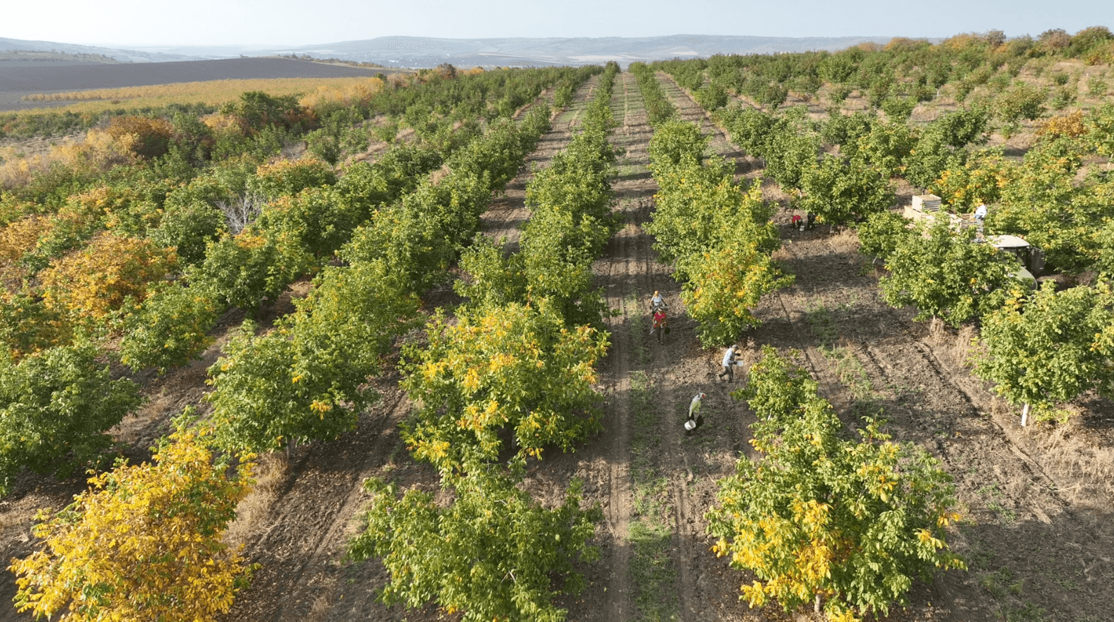 Horticultorii au început să adune soiurile de nuci târzii