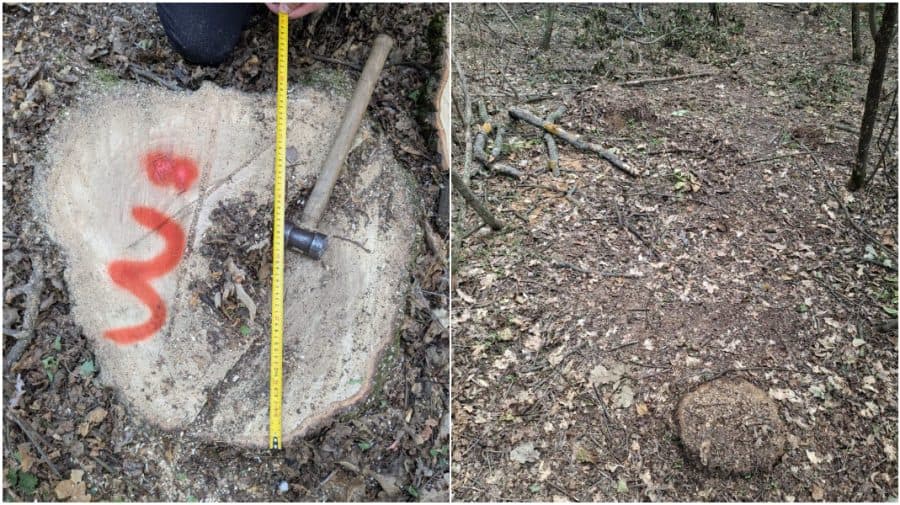 Aproape 400 de arbori, tăiați ilegal și camuflați cu pământ. Prejudiciul depășește un milion de lei