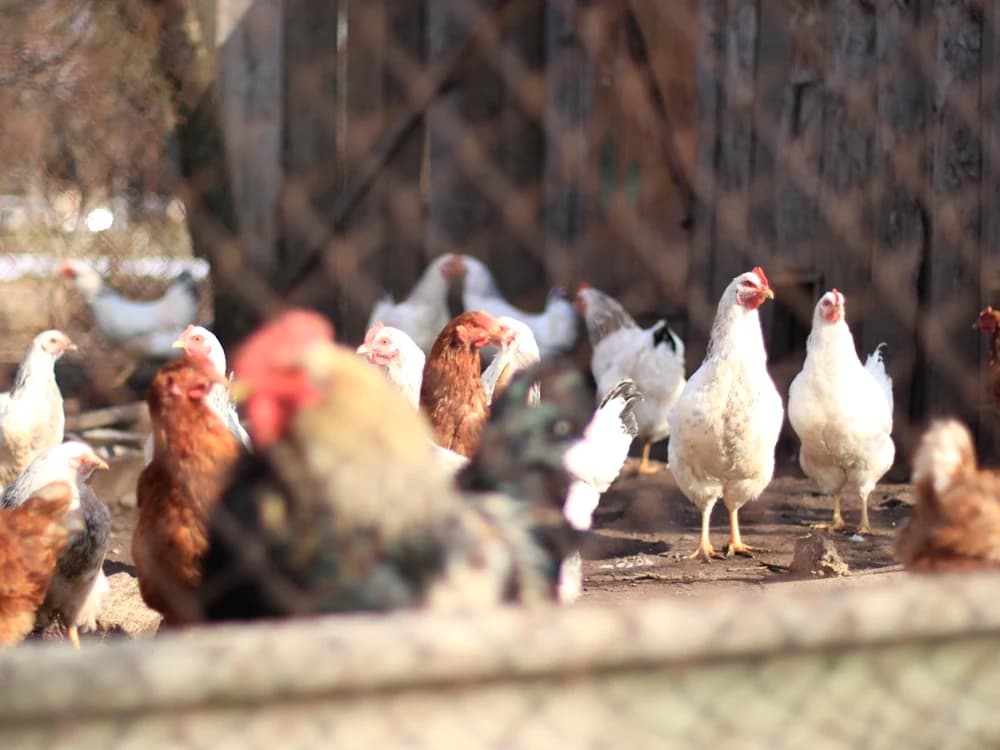 Numărul de animale admis în gospodăriile casnice