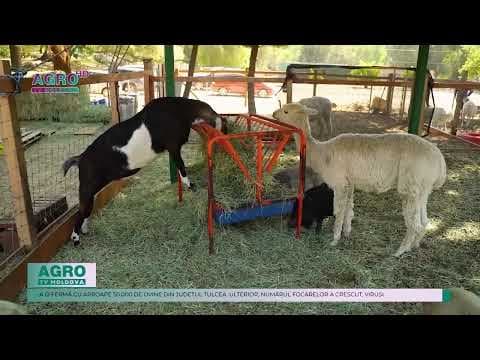China interzice importurile de ovine și caprine din Grecia şi România