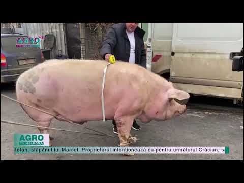 Cel mai mare porc din România a fost sacrificat / FOTO