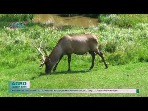 Cerb nobil împușcat la Strășeni: Anchete în desfășurare