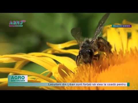 Din cauza secetei, apicultorii vor cere ajutorul Ministerului Agriculturii