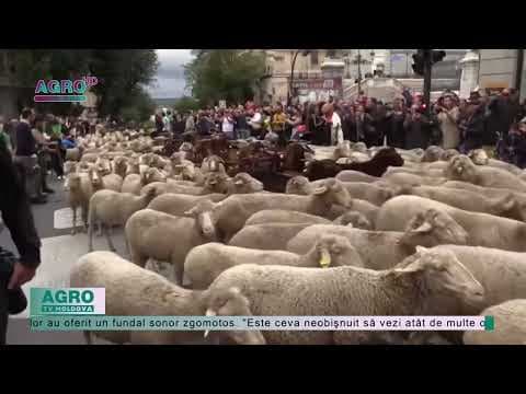 Oile au înlocuit automobilele pe străzile din Madrid / VIDEO