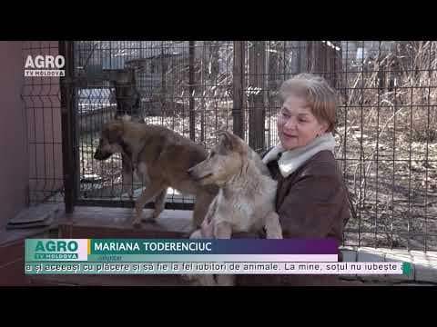 În 11 ani a salvat peste 600 de câini