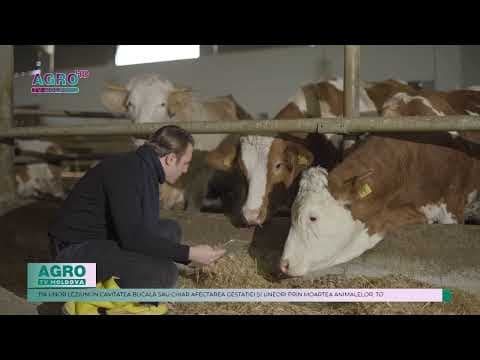 Aproape 1200 de ferme din Belgia sunt infestate cu febră catarală ovină