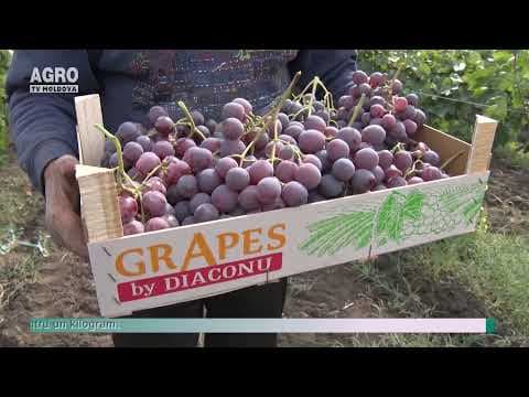 Prețul la strugurii de masă, în scădere