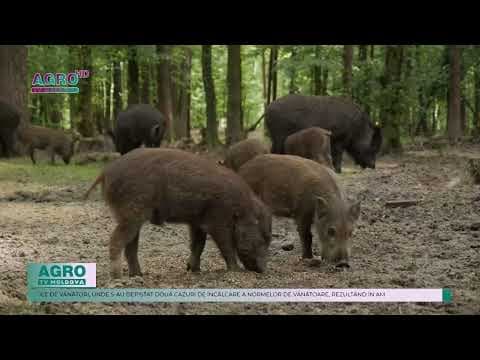 Amenzi de 15 mii de lei aplicate pentru încălcări ecologice
