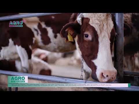 Preț record la bovine. Un vițel din Germania a fost achiziționat cu 130 de mii de euro
