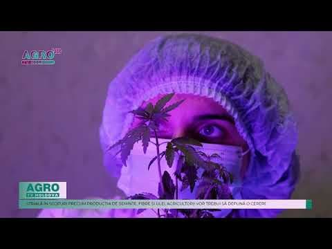 Guvernul aprobă cultivarea cânepei industriale. Care sunt condițiile