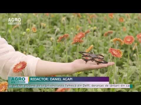 VIDEO/Dronele vs molii flămânde: olandezii folosesc tehnologia pentru a proteja culturile