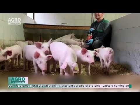 HRĂNIM PURCEII CU COLA? Noile decizii ale fermierilor elvețieni