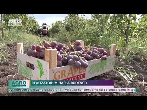 Vremea instabilă nu va încurca strugurilor să se coacă la timp