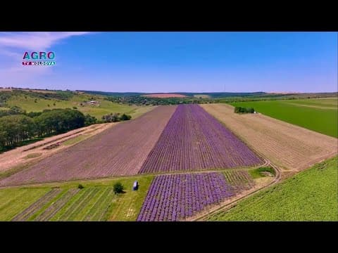 Agricultura 4.0 – Cultivarea lavandei în sistem ecologic