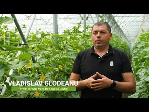 Cultivarea castraveților în sere – recomandările specialiștilor