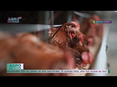 Alte patru focare de gripă aviară, depistate de ANSA. În raionul Cahul au fost nimicite aproximativ 500 de păsări