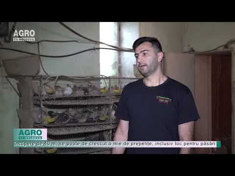 Sunt mici, dar aduc profit mare