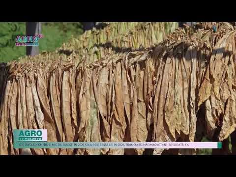 Accizele pentru produsele din tutun vor crește în 2025