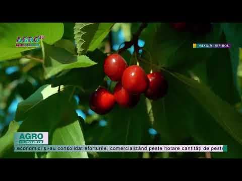 Exportul de cireșe și vișine din Republica Moldova s-a dublat