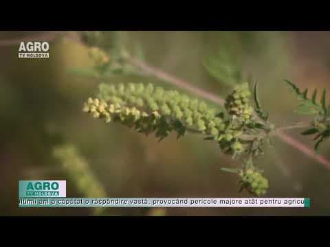 Ambrozia, pericol pentru alergici și culturile agricole