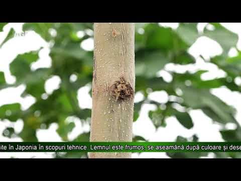 Paulownia – copacul cu cea mai rapidă creștere de pe Pământ