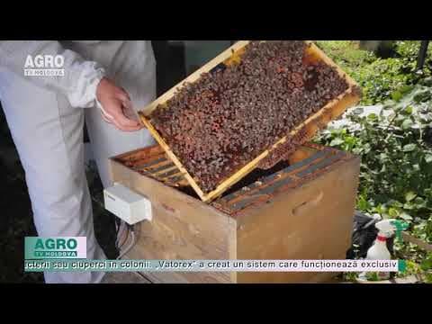 AgriTech: Tehnologiile vor scăpa albinele de paraziți