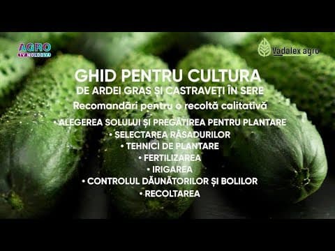 Recomandări practice pentru o recoltă calitativă de castraveți și ardei gras
