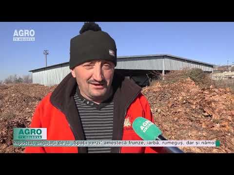 În fiecare zi, în Chișinău sunt adunate 50 de tone de frunze