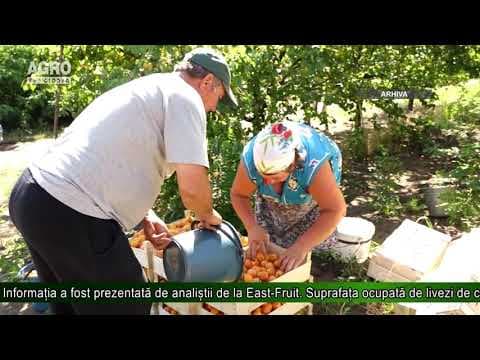 Recolta de cais ar putea crește cu până la 25%