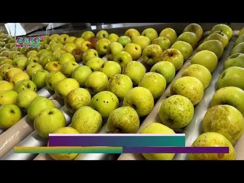 Moldova și-a dublat exportul de mere în Uniunea Europeană