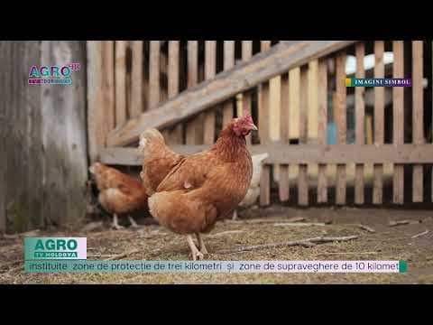 Au fost înregistrate cinci focare de gripă aviară și unul de rabie