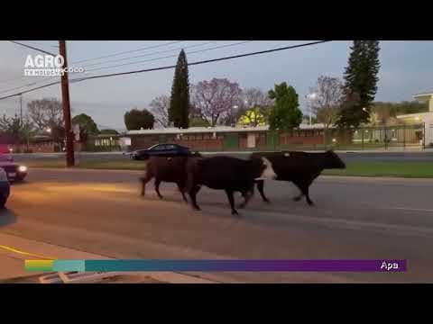 Au fugit vacile de la abator / VIDEO