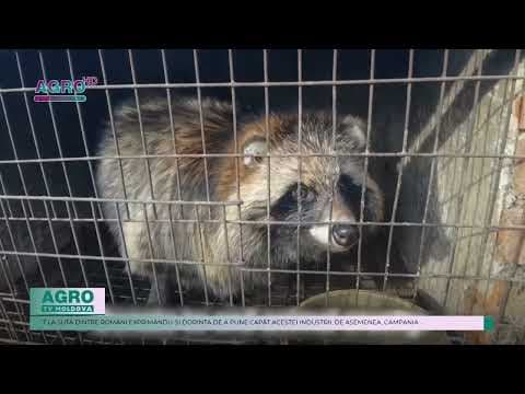România interzice fermele de blană: O victorie pentru bunăstarea animalelor