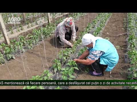 Zilierii trebuie să încheie contracte cu CNAS