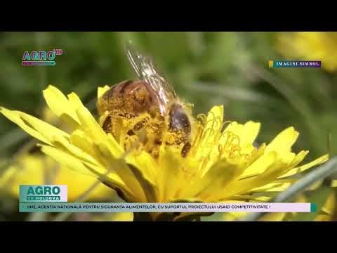 Agricultorii și apicultorii din Moldova pot utiliza sistemul actualizat BeeProtect pentru a preveni intoxicările albinelor